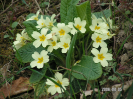 fiori fotografati sui sibillini a primavera 2006