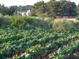 Vigneto con tipici trulli